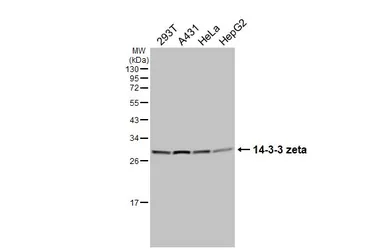 Anti-14-3-3 zeta antibody [HL5545] used in Western Blot (WB). GTX646219