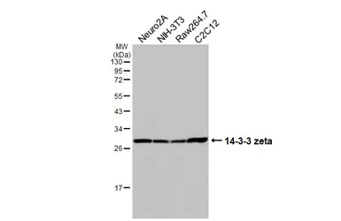 Anti-14-3-3 zeta antibody [HL5545] used in Western Blot (WB). GTX646219