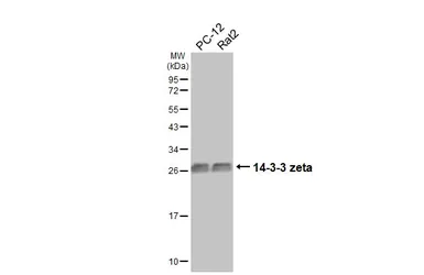 Anti-14-3-3 zeta antibody [HL5545] used in Western Blot (WB). GTX646219