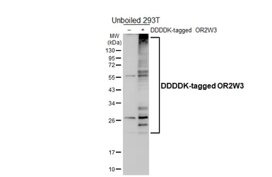 Anti-OR2W3 antibody [HL5555] used in Western Blot (WB). GTX646229