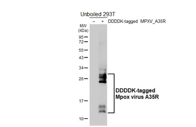 Anti-Mpox virus A35R antibody [HL5565] used in Western Blot (WB). GTX646239