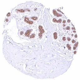 Anti-Bcl-XL antibody [HMV4724] HistoMAX&trade; used in IHC (Paraffin sections) (IHC-P). GTX646253