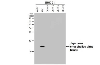 Anti-Japanese encephalitis virus NS2B antibody [HL5581] used in Western Blot (WB). GTX646263