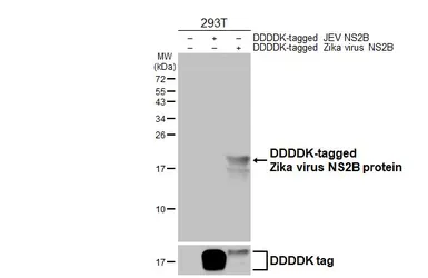 Anti-Zika virus NS2B protein antibody [HL5585] used in Western Blot (WB). GTX646267