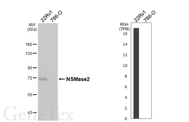 Anti-NSMase2 antibody [HL5589] used in Western Blot (WB). GTX646271