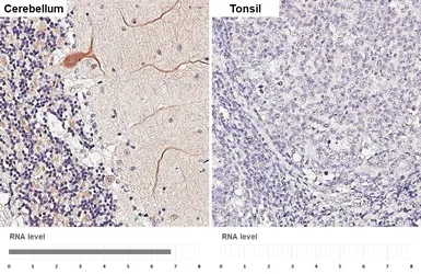 Anti-NTSR2 antibody [HL5590] used in IHC (Paraffin sections) (IHC-P). GTX646272