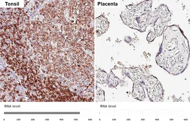 Anti-CD79a antibody [HL5600] used in IHC (Paraffin sections) (IHC-P). GTX646282