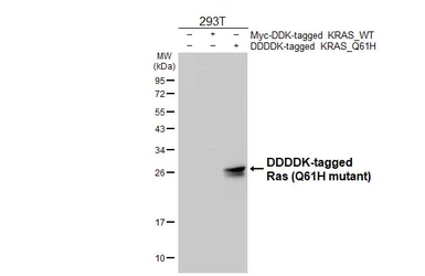 Anti-Ras (Q61H mutant) antibody [HL5601] used in Western Blot (WB). GTX646283
