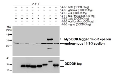 Anti-14-3-3 epsilon antibody [HL5606] used in Western Blot (WB). GTX646288