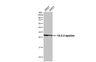 Anti-14-3-3 epsilon antibody [HL5606] used in Western Blot (WB). GTX646288