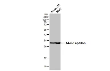 Anti-14-3-3 epsilon antibody [HL5606] used in Western Blot (WB). GTX646288
