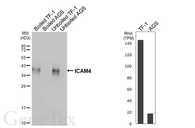 Anti-ICAM4 antibody [HL5612] used in Western Blot (WB). GTX646294