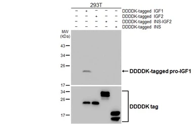 Anti-IGF1 antibody [GT360] used in Western Blot (WB). GTX646302
