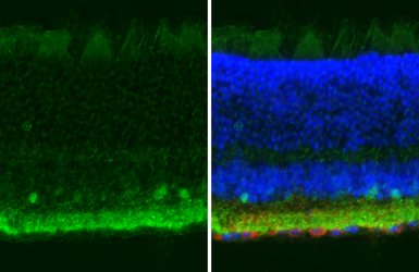 Anti-CRABP2 antibody [HL5622] used in IHC (Frozen sections) (IHC-Fr). GTX646311
