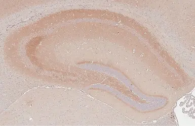 Anti-Cholecystokinin antibody [HL5639] used in IHC (Paraffin sections) (IHC-P). GTX646328