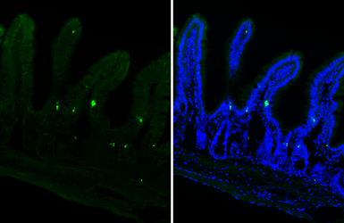 Anti-Cholecystokinin antibody [HL5639] used in IHC (Frozen sections) (IHC-Fr). GTX646328