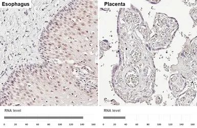 Anti-SHARP2 antibody [HL5644] used in IHC (Paraffin sections) (IHC-P). GTX646333