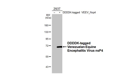 Anti-Venezuelan Equine Encephalitis Virus nsP4 antibody [HL1741-MS] used in Western Blot (WB). GTX646336