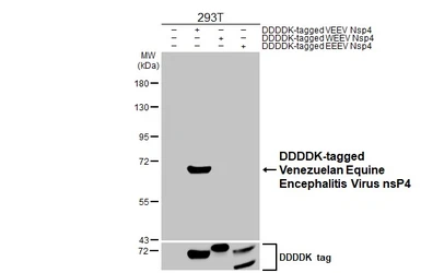 Anti-Venezuelan Equine Encephalitis Virus nsP4 antibody [HL1741-MS] used in Western Blot (WB). GTX646336