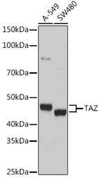 Anti-TAZ antibody used in Western Blot (WB). GTX64636