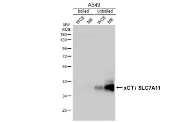 Anti-xCT / SLC7A11 antibody [HL5658] used in Western Blot (WB). GTX646467