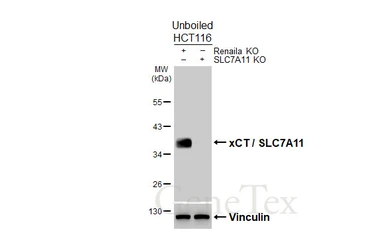 Anti-xCT / SLC7A11 antibody [HL5658] used in Western Blot (WB). GTX646467