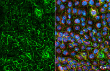 Anti-CD99 antibody [HL5666] used in Immunocytochemistry/ Immunofluorescence (ICC/IF). GTX646475