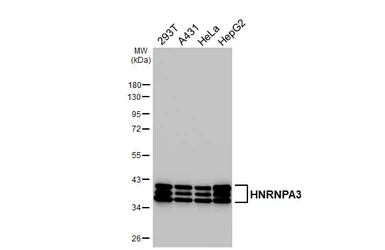 Anti-HNRNPA3 antibody [HL5675] used in Western Blot (WB). GTX646484