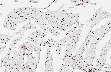 Anti-HNRNPA3 antibody [HL5675] used in IHC (Paraffin sections) (IHC-P). GTX646484