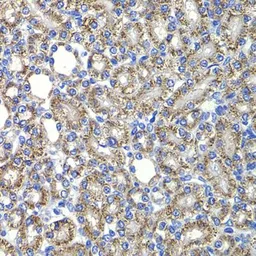 Anti-TRIP15 antibody used in IHC (Paraffin sections) (IHC-P). GTX64652
