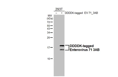 Anti-Enterovirus 71 3B antibody [HL5692] used in Western Blot (WB). GTX646523