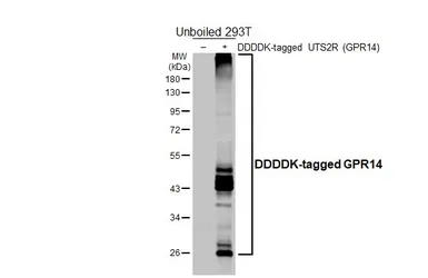 Anti-GPR14 antibody [HL5695] used in Western Blot (WB). GTX646526