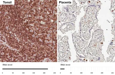 Anti-CD45 antibody [HL5696] used in IHC (Paraffin sections) (IHC-P). GTX646527