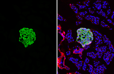 Anti-Amylin antibody [HL5701] used in IHC (Frozen sections) (IHC-Fr). GTX646532