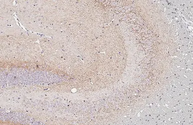 Anti-Cannabinoid receptor 1 antibody [HL5708] used in IHC (Paraffin sections) (IHC-P). GTX646539