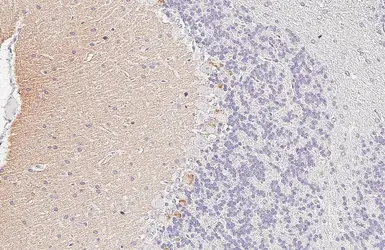 Anti-Cannabinoid receptor 1 antibody [HL5708] used in IHC (Paraffin sections) (IHC-P). GTX646539