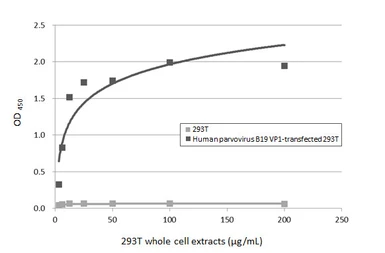 Anti-Human parvovirus B19 VP1 antibody [HL5712] used in ELISA (ELISA). GTX646543
