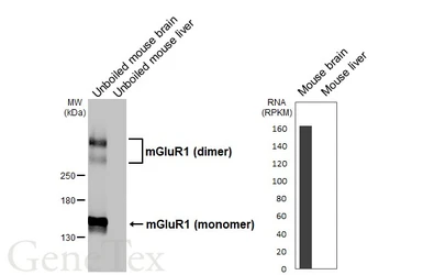 Anti-mGluR1 antibody [HL5718] used in Western Blot (WB). GTX646549