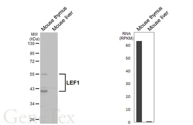 Anti-LEF1 antibody [HL5728] used in Western Blot (WB). GTX646679