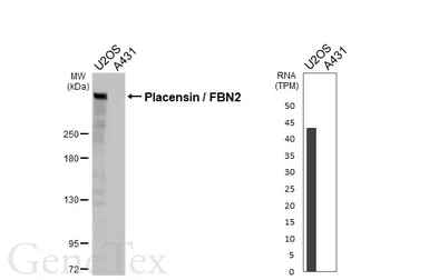 Anti-Placensin / FBN2 antibody [HL5732] used in Western Blot (WB). GTX646683