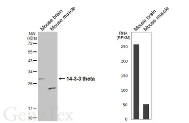 Anti-14-3-3 theta antibody [HL5739] used in Western Blot (WB). GTX646690