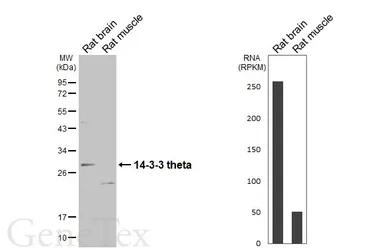 Anti-14-3-3 theta antibody [HL5739] used in Western Blot (WB). GTX646690