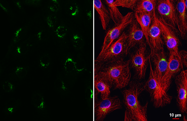 Anti-UXS1 antibody [HL5750] used in Immunocytochemistry/ Immunofluorescence (ICC/IF). GTX646701