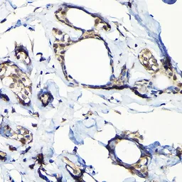 Anti-USP5 antibody used in IHC (Paraffin sections) (IHC-P). GTX64671