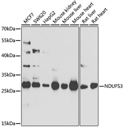 Anti-NDUFS3 antibody used in Western Blot (WB). GTX64675