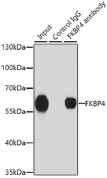 Anti-FKBP4 antibody used in Immunoprecipitation (IP). GTX64678