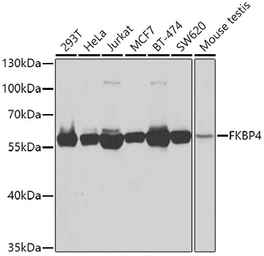 Anti-FKBP4 antibody used in Western Blot (WB). GTX64678