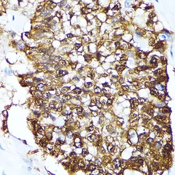 Anti-FKBP4 antibody used in IHC (Paraffin sections) (IHC-P). GTX64678