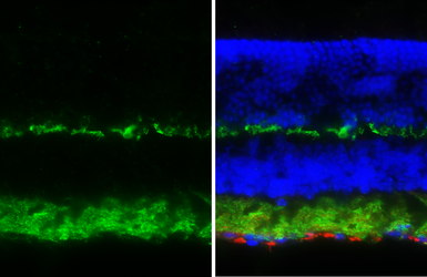 Anti-Synaptophysin antibody [HL5771] used in IHC (Frozen sections) (IHC-Fr). GTX646842