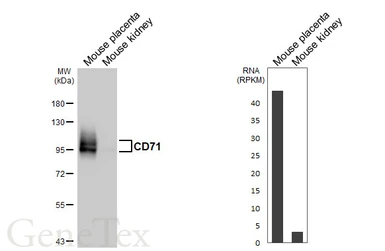 Anti-CD71 antibody [HL5775] used in Western Blot (WB). GTX646846